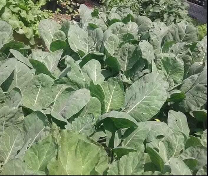 Leafy greens